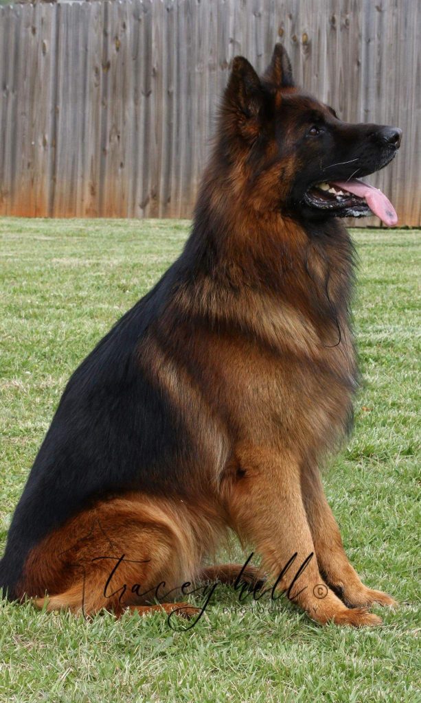 West German Showline German Shepherd Breeders Vom Glock Kennel – Breeder of 100% West German Showline Longcoat German
