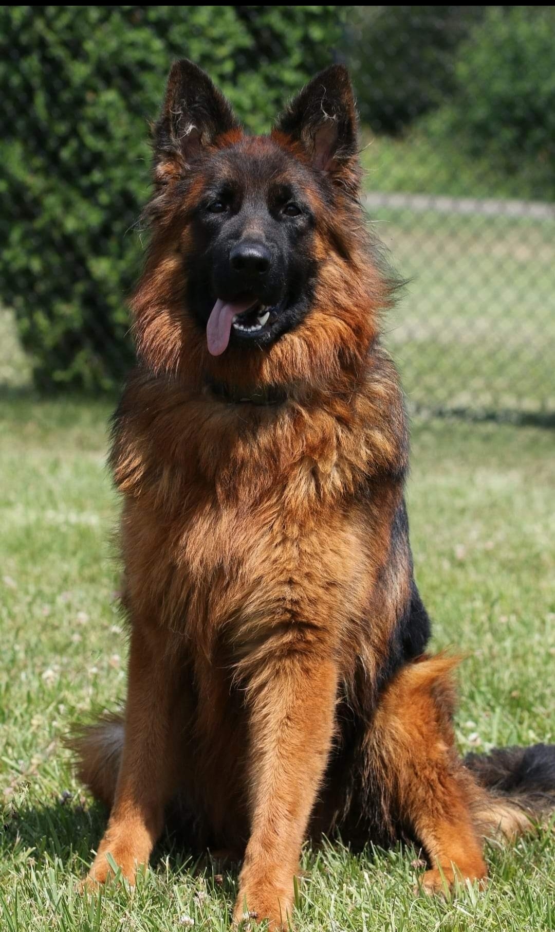 West German Showline German Shepherd Breeders