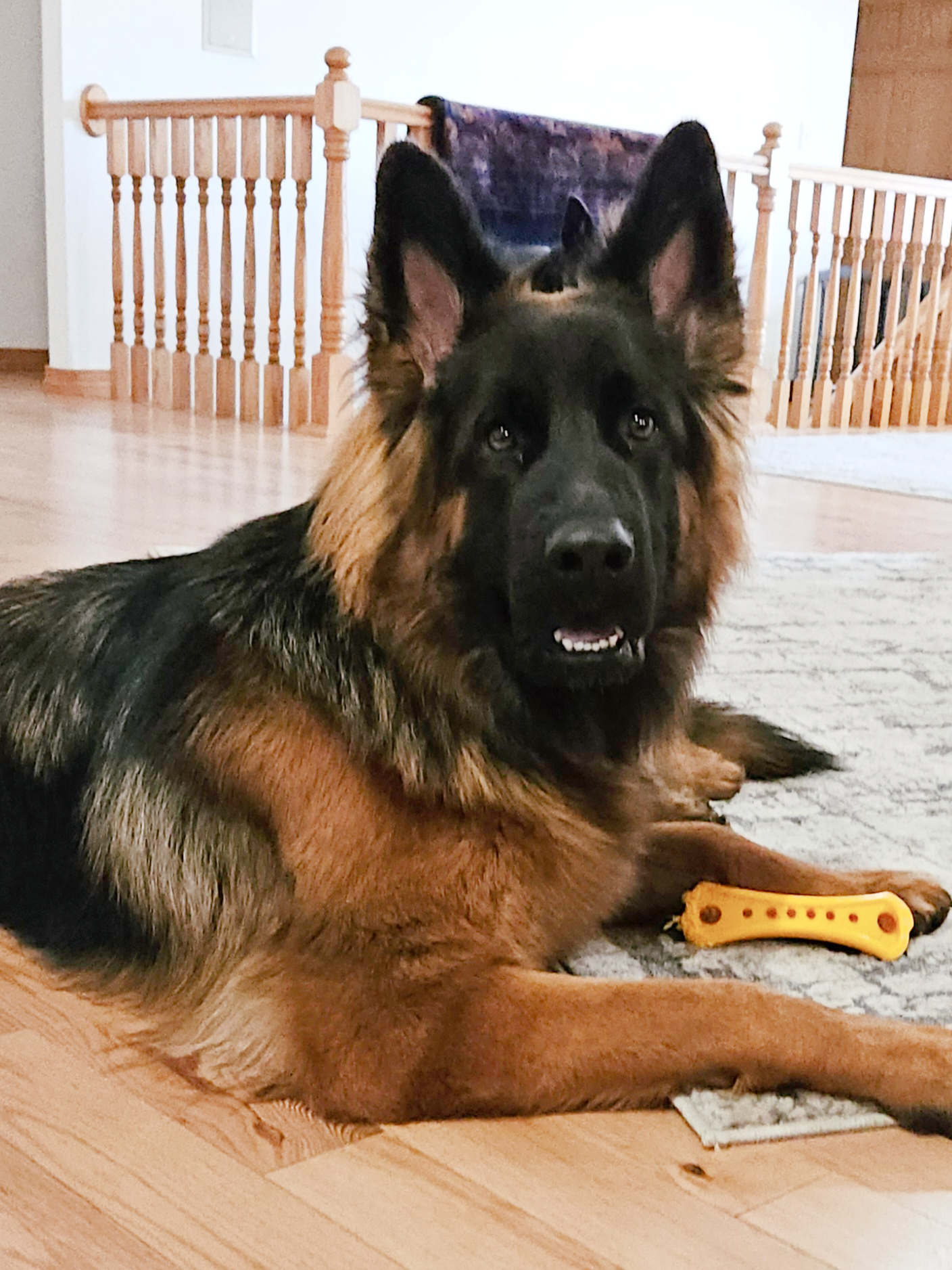 West German Showline German Shepherd Breeders Vom Glock Kennel – Breeder of 100% West German Showline Longcoat German